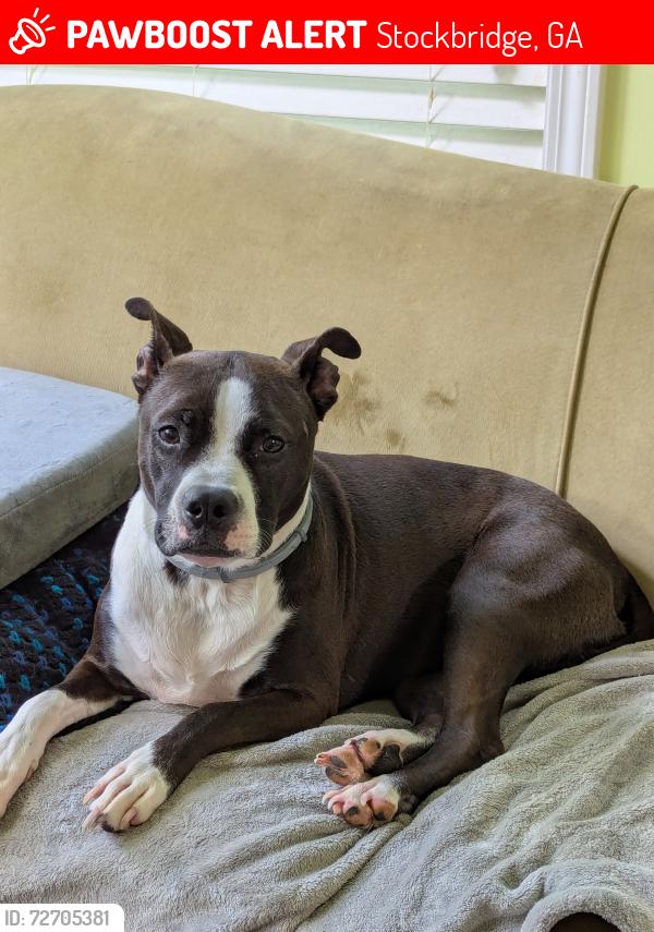 Lost Female Dog last seen Rock Creek Road, Benton Ranch Subdivision off of Noah's Ark Rd., Stockbridge, GA 30281