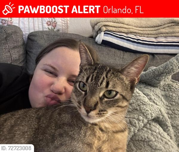 Lost Male Cat last seen Conroy blvd, Orlando, FL 32811