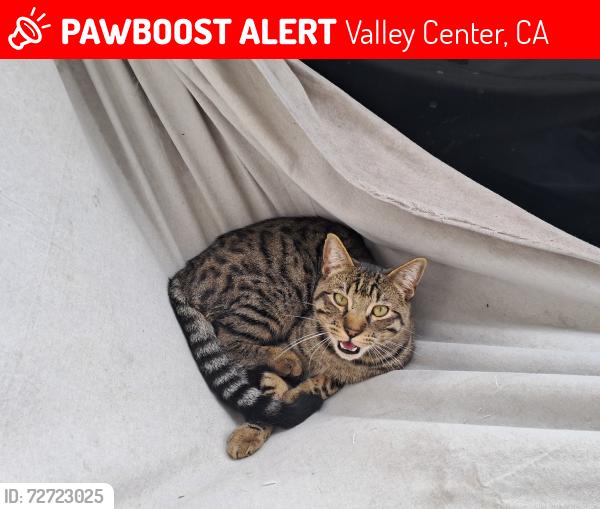 Lost Male Cat last seen Duro rd , Valley Center, CA 92082