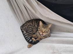 Lost Male Cat last seen Duro rd , Valley Center, CA 92082