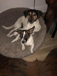 Lost Male Dog last seen Ranchito street, Palm City, FL 34990