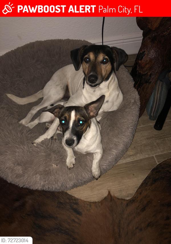 Lost Male Dog last seen Ranchito street, Palm City, FL 34990