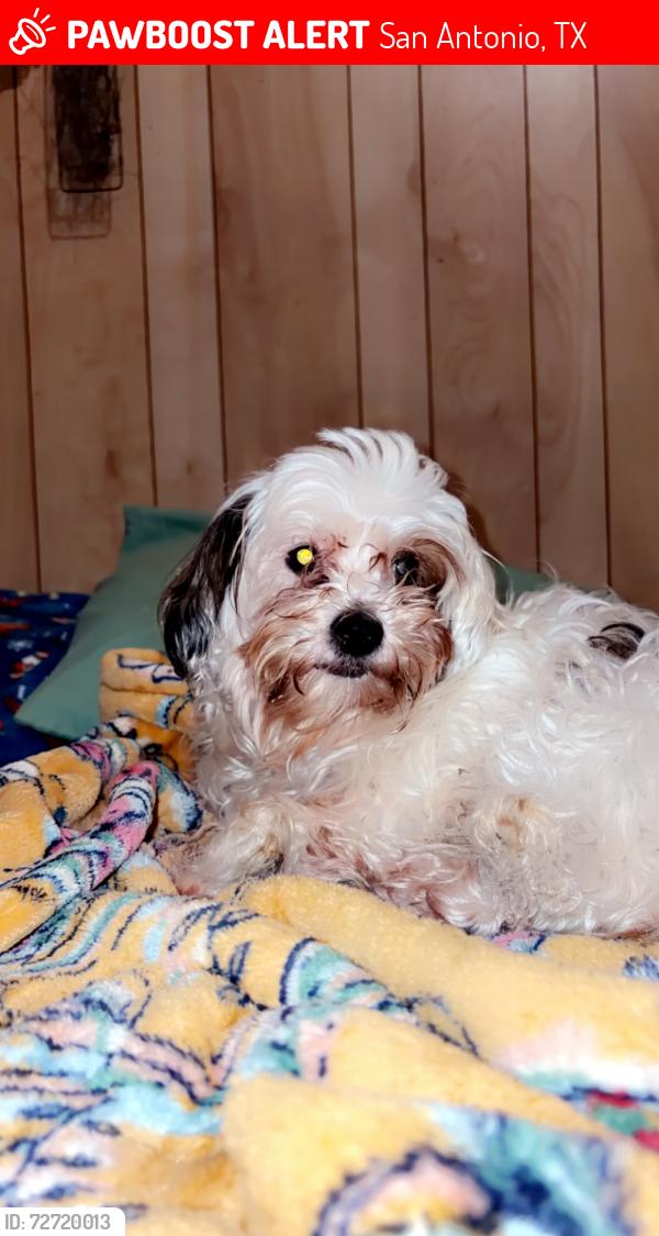 Lost Male Dog last seen Near East SouthCross, San Antonio, TX 78214