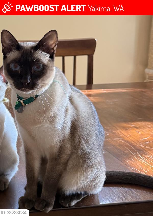 Lost Female Cat last seen Fremont Dr & 66th, Yakima, WA 98908