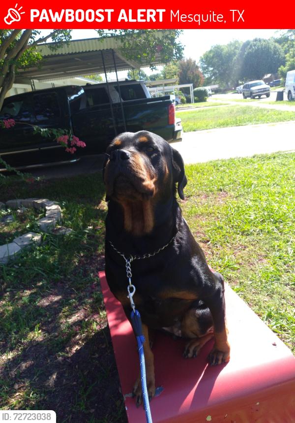 Lost Female Dog last seen Near , Mesquite, TX 75149