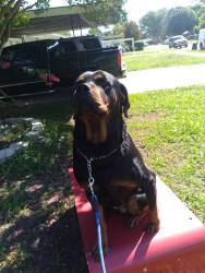 Lost Female Dog last seen Near , Mesquite, TX 75149