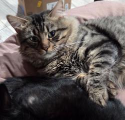 Lost Male Cat last seen Near 11th st e , Lancaster, CA 93535