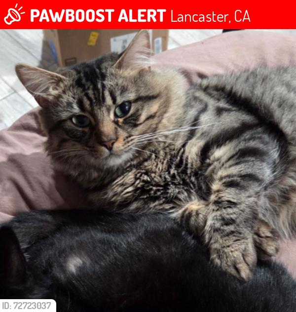 Lost Male Cat last seen Near 11th st e , Lancaster, CA 93535