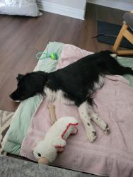 Found/Stray Male Dog last seen Mississippi & Chambers, Aurora, CO 80017