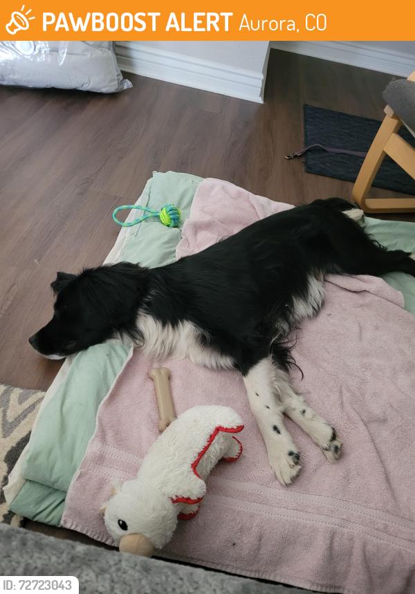 Found/Stray Male Dog last seen Mississippi & Chambers, Aurora, CO 80017