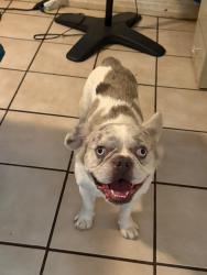 Lost Female Dog last seen Near ave and buckeye, Phoenix, AZ 85009