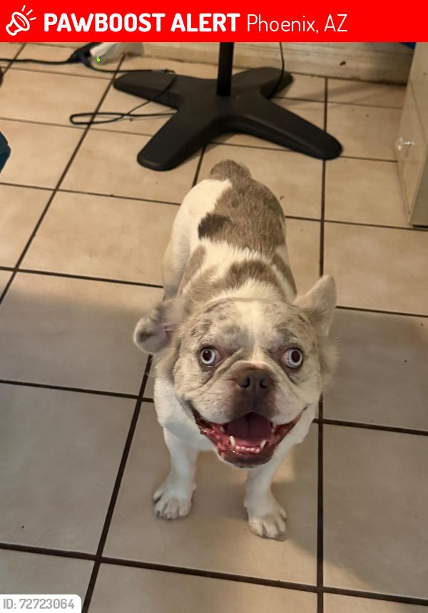 Lost Female Dog last seen Near ave and buckeye, Phoenix, AZ 85009