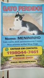 Lost Male Cat last seen Mercado bom demais , Jardim Tiete, SP 03944-040