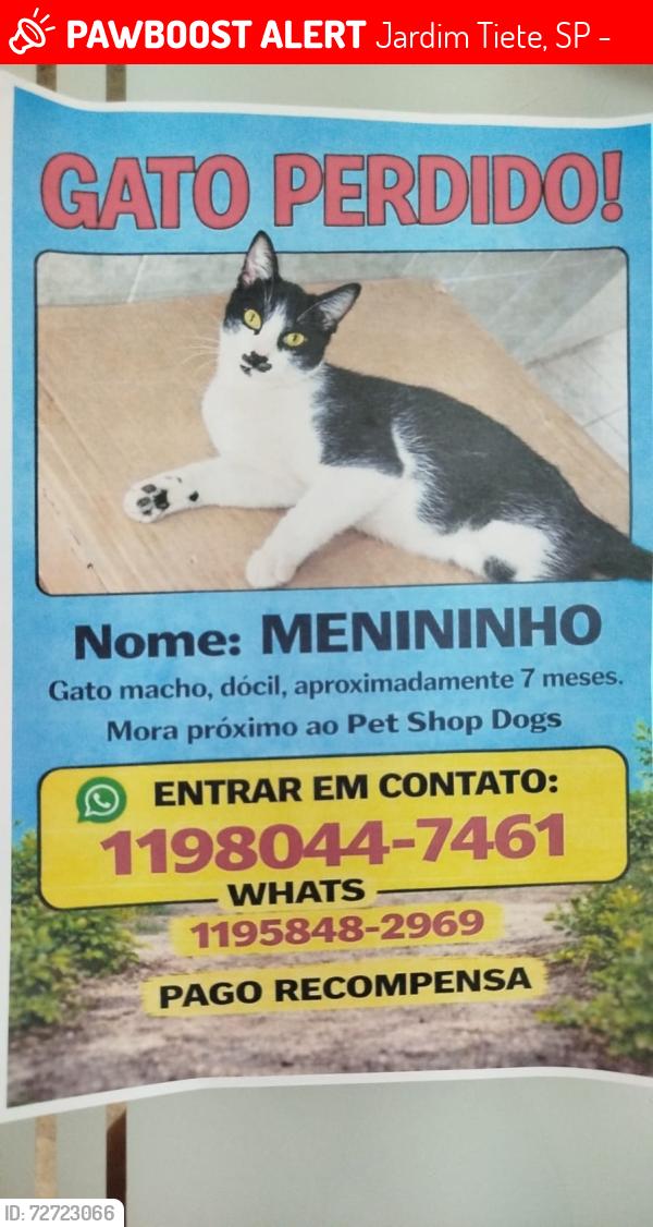 Lost Male Cat last seen Mercado bom demais , Jardim Tiete, SP 03944-040