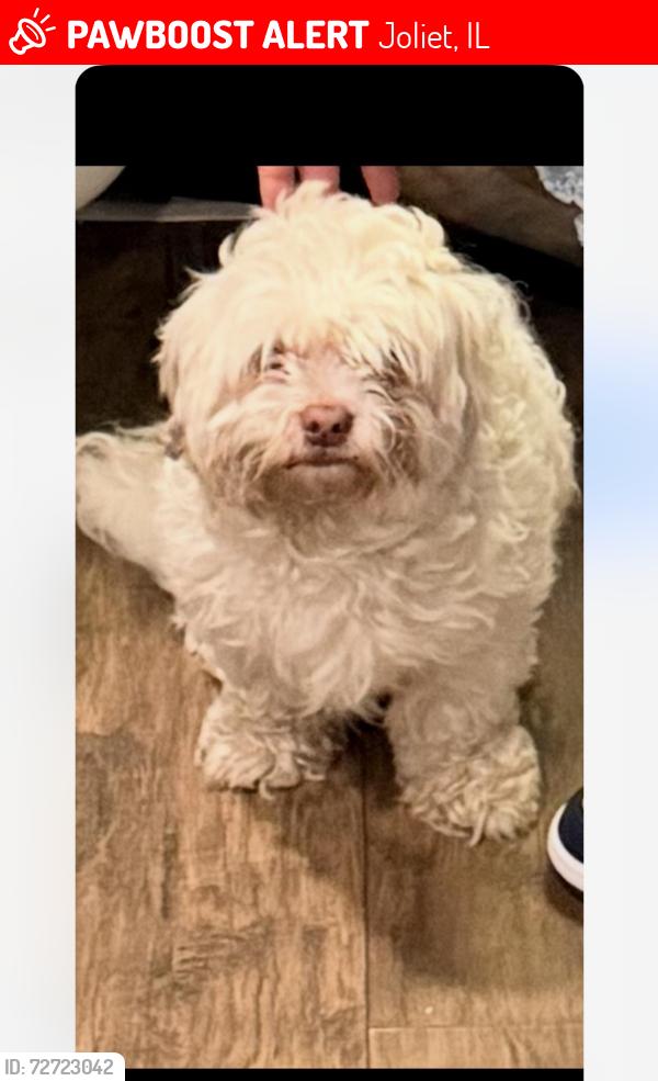 Lost Male Dog last seen East Washington , Joliet, IL 60432