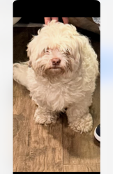 Lost Male Dog last seen East Washington , Joliet, IL 60432