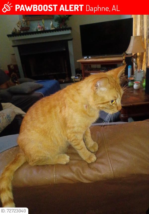 Lost Male Cat last seen Lake Forest , Daphne, AL 36526