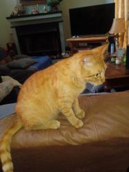 Lost Male Cat last seen Lake Forest , Daphne, AL 36526