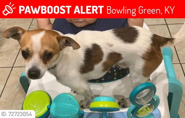 Lost Male Dog last seen Near lake Nora south cort , Bowling Green, KY 42103