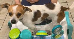 Lost Male Dog last seen Near lake Nora south cort , Bowling Green, KY 42103