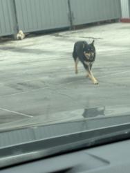 Found/Stray Unknown Dog last seen At the sonic on central. And Coors , Albuquerque, NM 87121