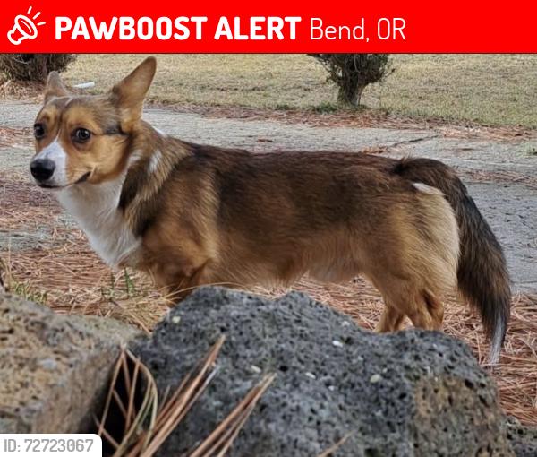 Lost Male Dog last seen Granite, mahogany st, lodge pole dr, Bend, OR 97702
