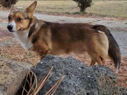 Lost Male Dog last seen Granite, mahogany st, lodge pole dr, Bend, OR 97702