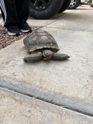 Found/Stray Unknown Reptile last seen Anthem, NV, Henderson, NV 89052