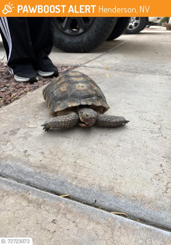 Found/Stray Unknown Reptile last seen Anthem, NV, Henderson, NV 89052