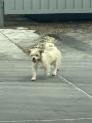 Found/Stray Unknown Dog last seen Sonic on central heading east in central , Albuquerque, NM 87121