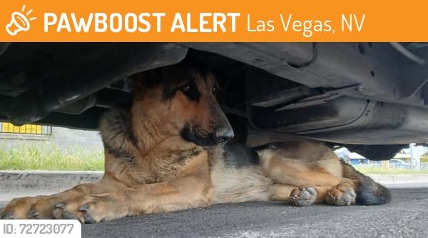 Found/Stray Unknown Dog last seen Near 16th st Las Vegas nv 89101, Las Vegas, NV 89101