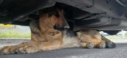 Found/Stray Unknown Dog last seen Near 16th st Las Vegas nv 89101, Las Vegas, NV 89101
