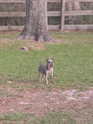 Found/Stray Female Dog last seen N Highland Park Drive and Wacker, Hernando, FL 34442