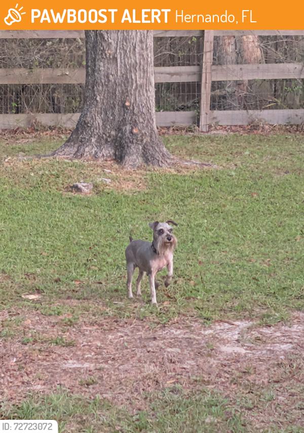 Found/Stray Female Dog last seen N Highland Park Drive and Wacker, Hernando, FL 34442