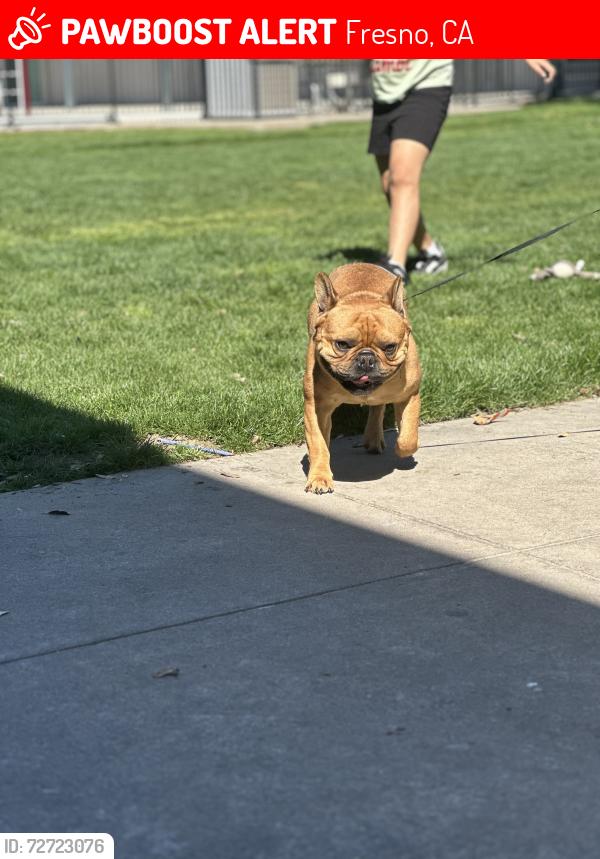 Lost Male Dog last seen Dakota/Hughes, Fresno, CA 93705