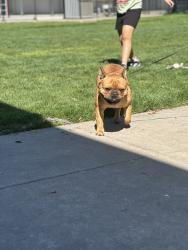 Lost Male Dog last seen Dakota/Hughes, Fresno, CA 93705