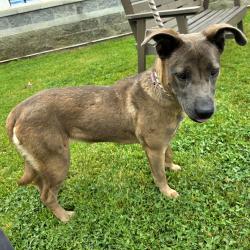 Found/Stray Female Dog last seen 1601E Pacific Coast Hwy, Long Beach, CA 90806, Long Beach, CA 90806