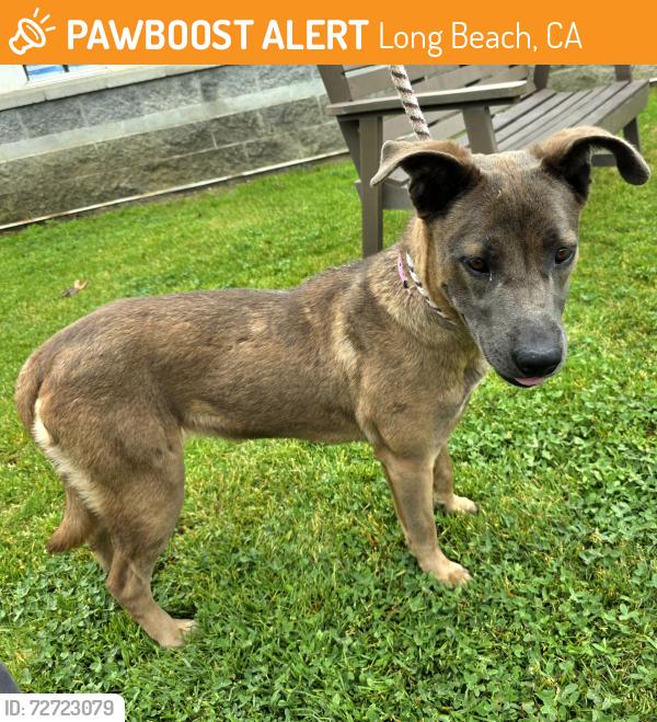 Found/Stray Female Dog last seen 1601E Pacific Coast Hwy, Long Beach, CA 90806, Long Beach, CA 90806