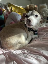 Lost Male Dog last seen 23rd and Woodard , Oklahoma City, OK 73107