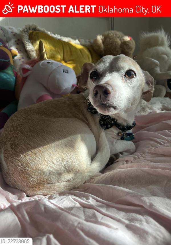 Lost Male Dog last seen 23rd and Woodard , Oklahoma City, OK 73107
