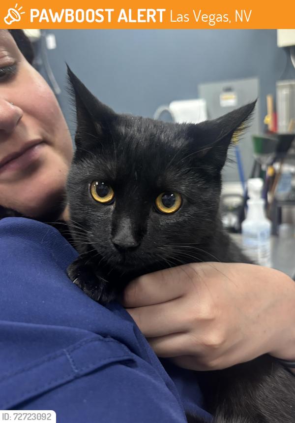 Found/Stray Unknown Cat last seen Maryland and bonanza , Las Vegas, NV 89101