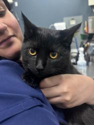 Found/Stray Unknown Cat last seen Maryland and bonanza , Las Vegas, NV 89101