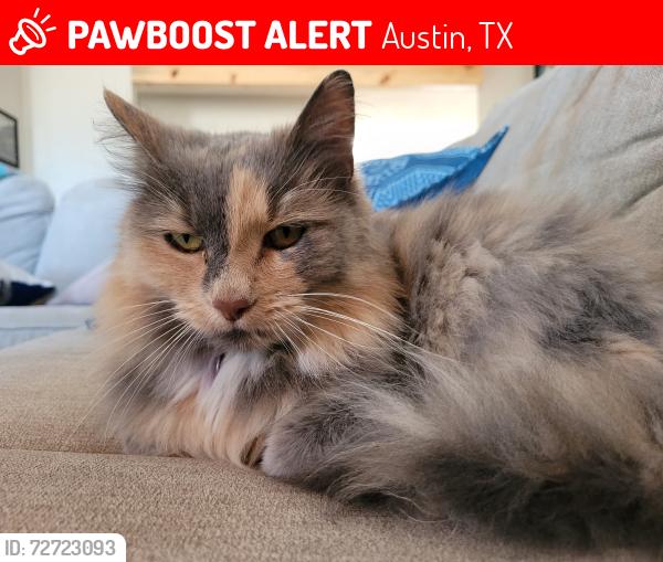 Lost Female Cat last seen Tisdale and Wooten, Austin, TX 78757