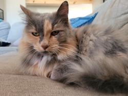 Lost Female Cat last seen Tisdale and Wooten, Austin, TX 78757