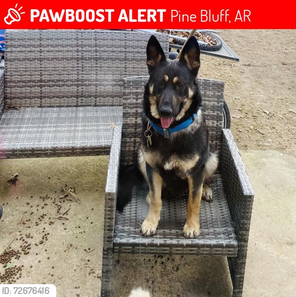 Lost Male Dog last seen Jamestown Dr., White Hall, AR 71602