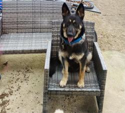 Lost Male Dog last seen Jamestown Dr., White Hall, AR 71602