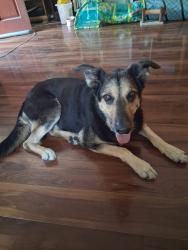 Lost Male Dog last seen Pch, Los Angeles, CA 90744