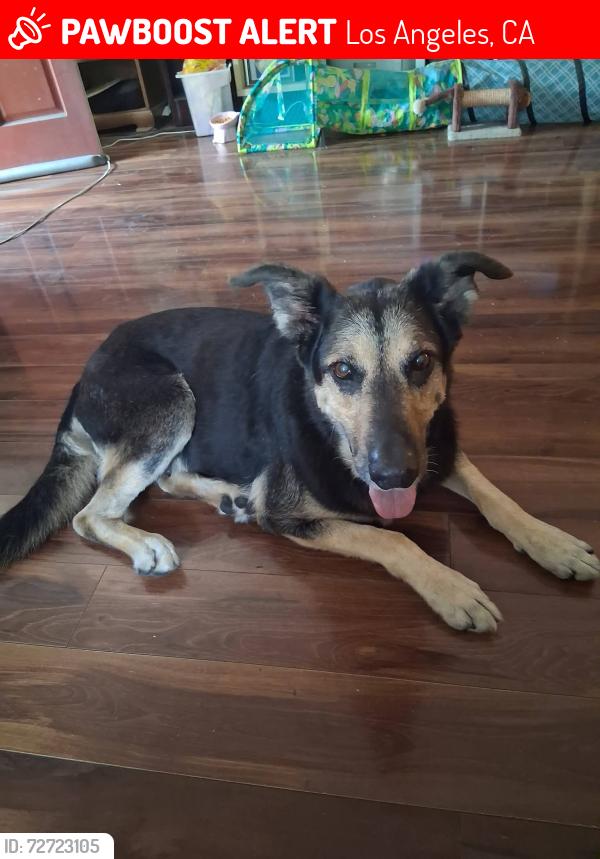Lost Male Dog last seen Pch, Los Angeles, CA 90744