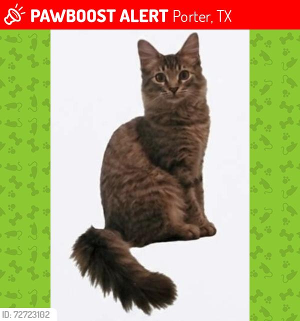 Lost Male Cat last seen Horseshoe dr., Porter, TX 77365