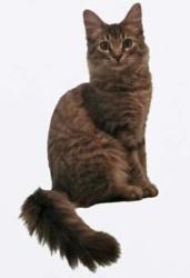 Lost Male Cat last seen Horseshoe dr., Porter, TX 77365